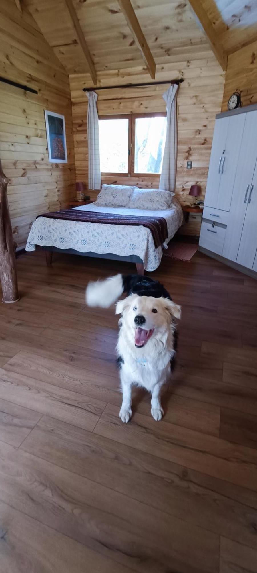 Cabanita Del Arbol Condor Chalet Las Trancas